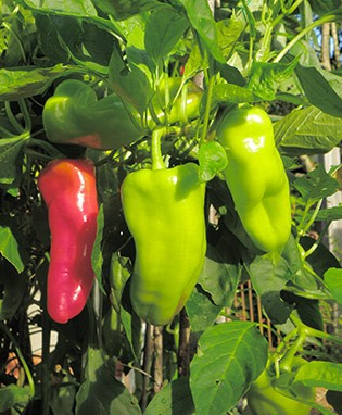 Cubanelle Pepper